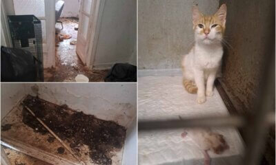 Ηλιούπολη: Εισαγγελική Παρέμβαση Για Παραμέληση Ζώων